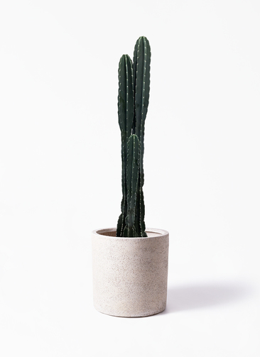 pillar-cactus-147_1.jpg?1625707859