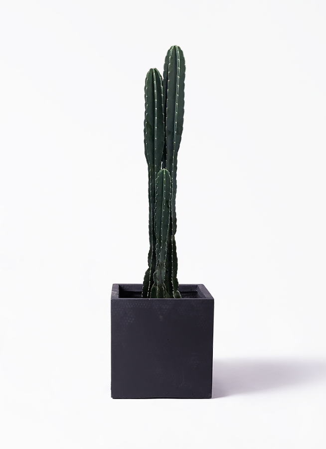 サボテンページ pillar-cactus-148_1.jpg?1625707861