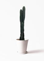 pillar-cactus-144_1.jpg?1625707867
