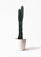 pillar-cactus-142_1.jpg?1625707869