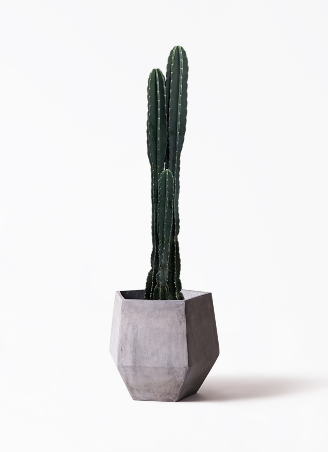 観葉植物 柱サボテン 10号 プラスチック鉢 | 観葉植物なら 観葉植物 柱サボテン 10号 プラスチック鉢 | 観葉植物なら