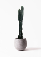 pillar-cactus-137_1.jpg?1625707880