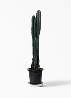 サボテン様-黒　よろしくお願いいたします pillar-cactus-134_1.jpg?1625707889