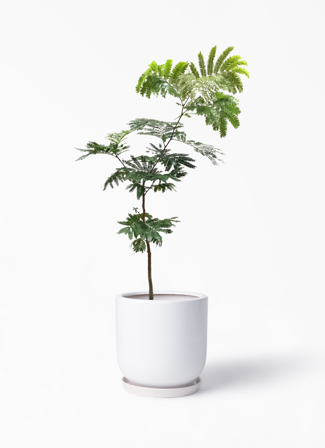 観葉植物 エバーフレッシュ 7号 ボサ造り アファール 白 付き 観葉植物ならhitohana ひとはな