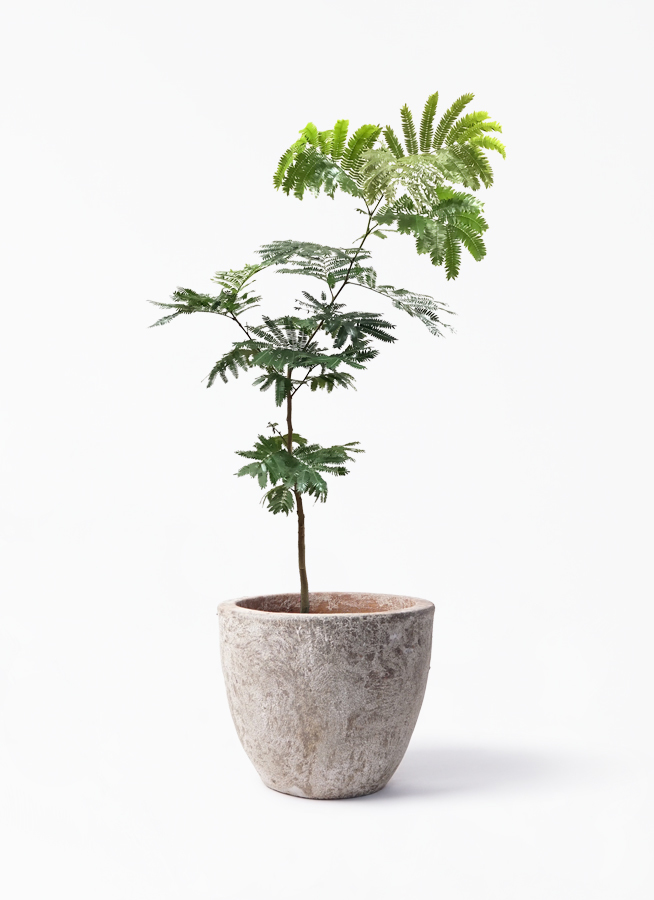 観葉植物 エバーフレッシュ 7号 ボサ造り アビスソニア ラウンド 付き 観葉植物ならhitohana ひとはな