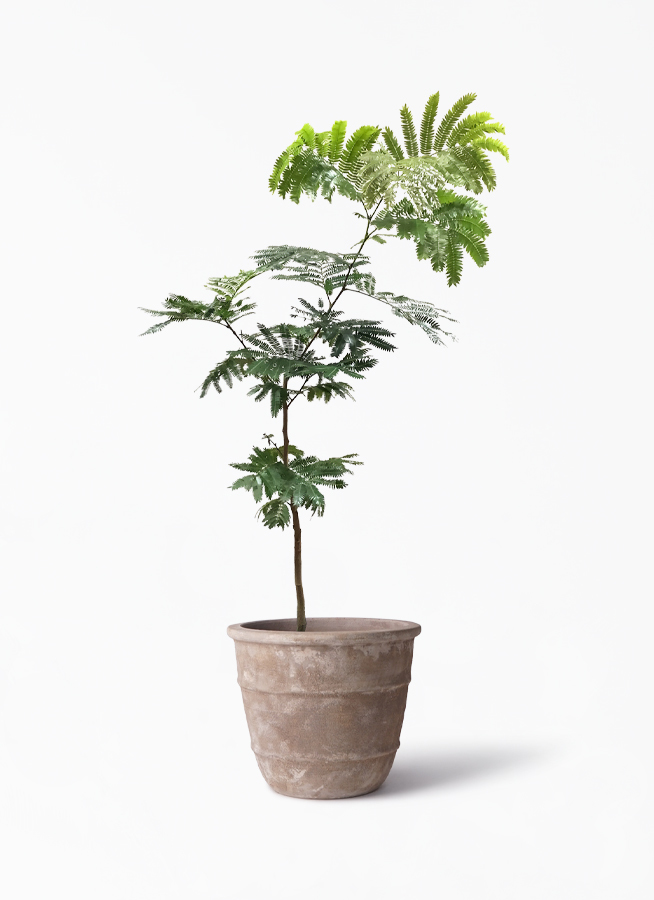 観葉植物 エバーフレッシュ 7号 ボサ造り テラアストラ シリウス 付き 観葉植物ならhitohana ひとはな