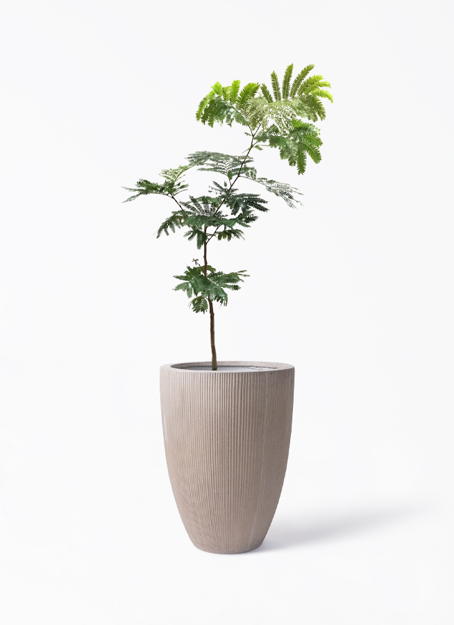 観葉植物 エバーフレッシュ 7号 ボサ造り リブラ モノ ブラウン 付き