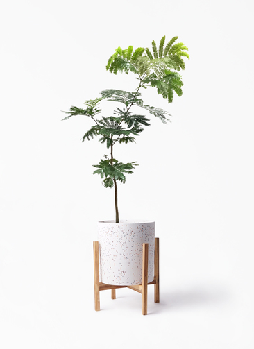 観葉植物 エバーフレッシュ 7号 ボサ造り ホルスト シリンダー