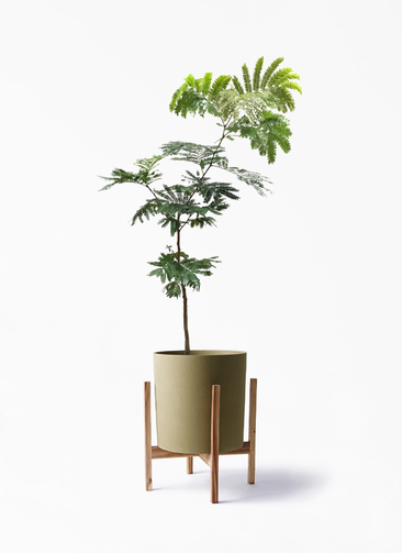 鉢カバー ホルスト シリンダー オリーブ ウッドポットスタンド付き 観葉植物 エバーフレッシュ 7号 ボサ造り ホルスト シリンダー