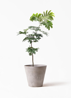 エバーフレッシュ 7号 | 観葉植物の通販ならHitoHana（ひとはな）