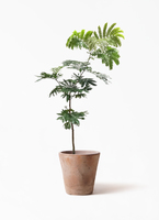 エバーフレッシュ 7号 | 観葉植物の通販ならHitoHana（ひとはな）