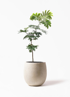 エバーフレッシュ 7号 | 観葉植物の通販ならHitoHana（ひとはな）