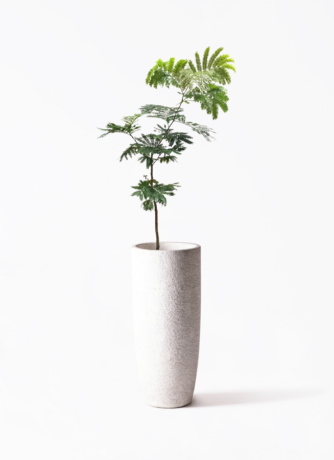 観葉植物 エバーフレッシュ 7号 ボサ造り FiberCray（ファイバー