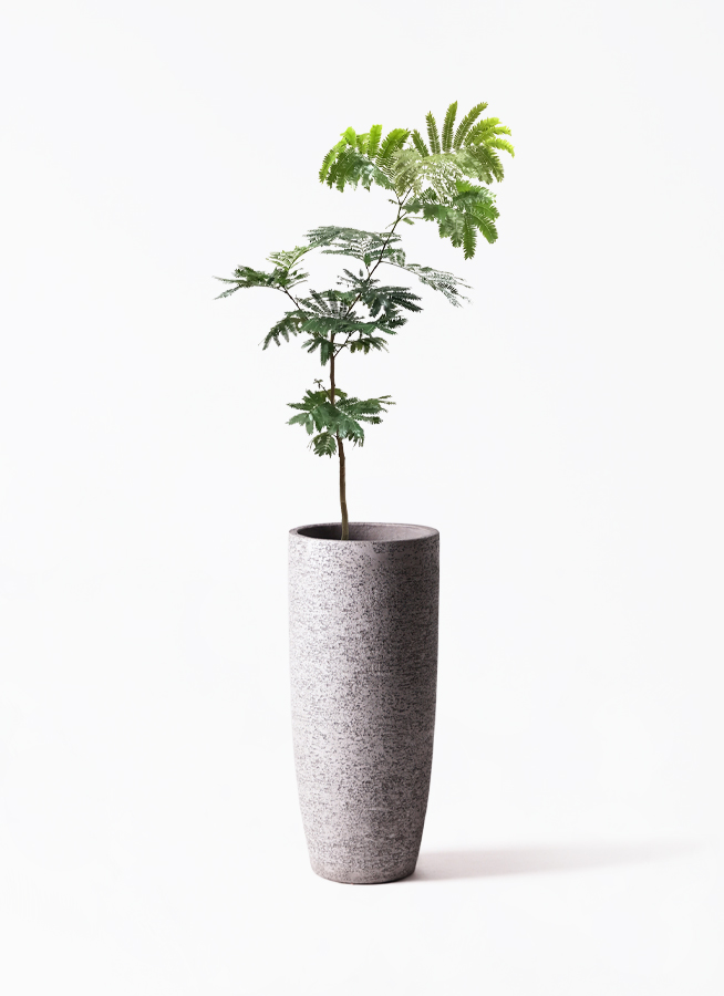 エバーフレッシュ　リビングサイズ！　no1 エバーフレッシュ リビングサイズ！ no1