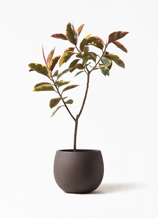 観葉植物 フィカス ルビー 8号 ノーマル テラニアス ローバルーン アンティーク ブラウン 付き 観葉植物ならhitohana ひとはな