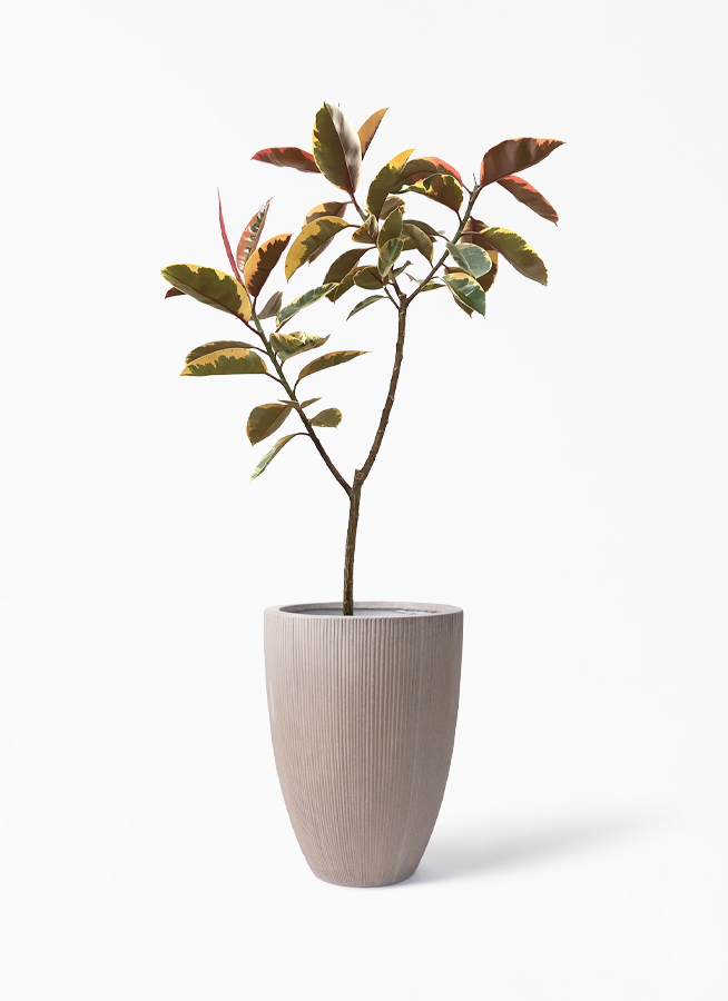 観葉植物 フィカス ルビー 8号 ノーマル リブラ モノ ブラウン 付き 観葉植物ならhitohana ひとはな