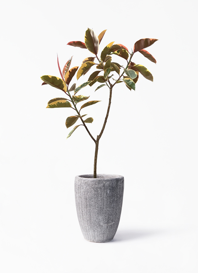 観葉植物 フィカス ルビー 8号 ノーマル アビスソニア トール 灰 付き 観葉植物ならhitohana ひとはな