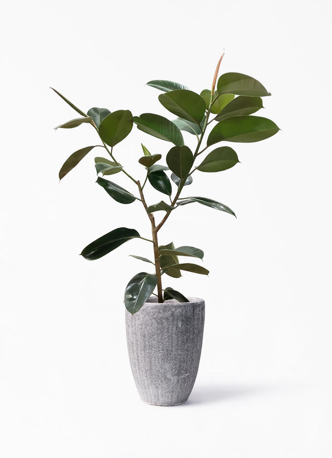 観葉植物 フィカス ロブスター 8号 ノーマル アビスソニア トール 灰 付き 観葉植物ならhitohana ひとはな