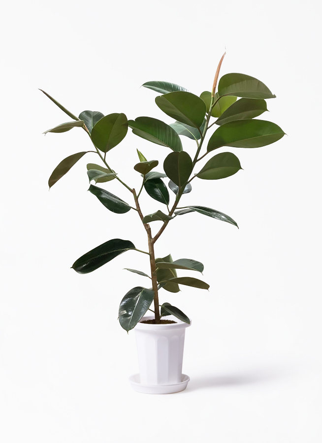 観葉植物 フィカス ロブスター 8号 ノーマル リブラ モノ ブラウン 付き 観葉植物ならhitohana ひとはな