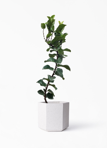 【B級品/大型観葉植物】波打つ葉が魅力♪フィカス・カシワバゴムバンビーノ10号鉢 ficus-lyrata-82_1.jpg?1626836692