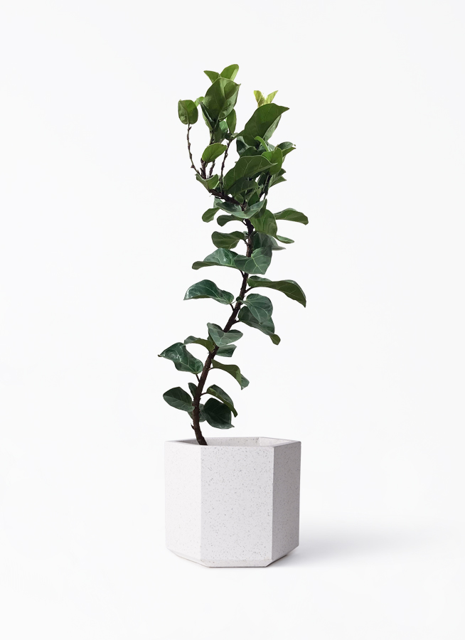観葉植物 カシワバゴムの木 バンビーノ 8号 曲がり コーテス ヘックス