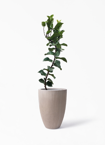 ficus-lyrata-80_1.jpg?1626836696