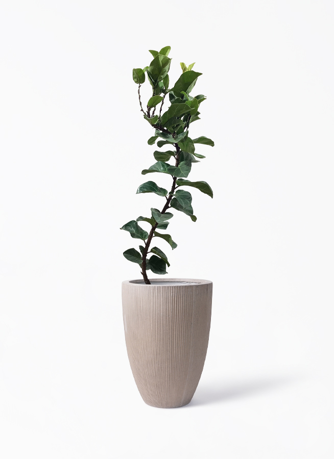 現品　カシワバゴム　柏葉ゴム　バンビーノ　リナータ　24番　フィカス　特大　希少 現品 カシワバゴム 柏葉ゴム バンビーノ リナータ 24番 フィカス