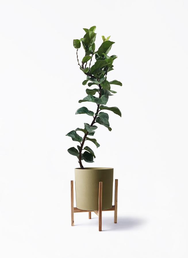 観葉植物 カシワバゴムの木 バンビーノ 8号 曲がり ホルスト