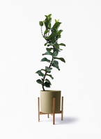ficus-lyrata-59_1.jpg?1626836740