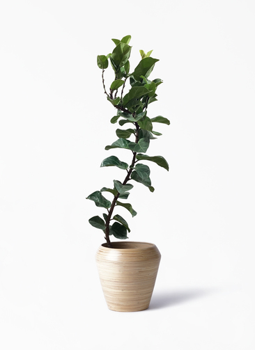 ficus-lyrata-56_1.jpg?1626836746