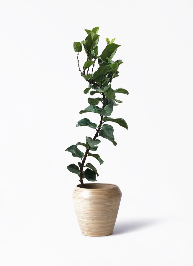 観葉植物 カシワバゴムの木 バンビーノ 8号 曲がり アルマ ミドル 付き