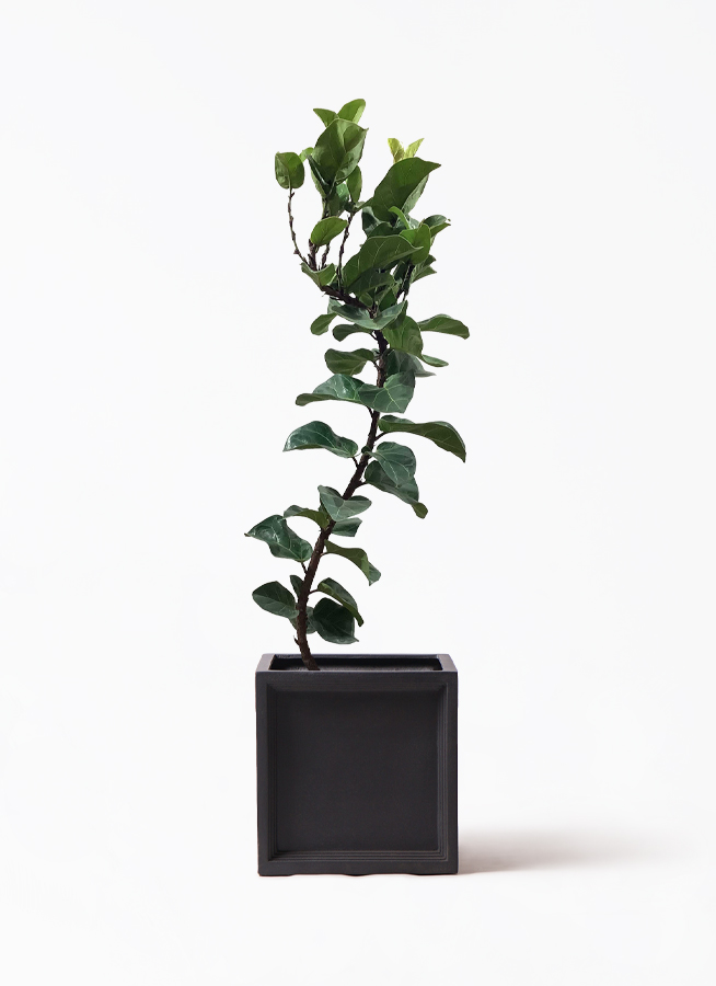 ficus-lyrata-48_1.jpg?1626836764