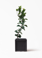 ficus-lyrata-48_1.jpg?1626836764