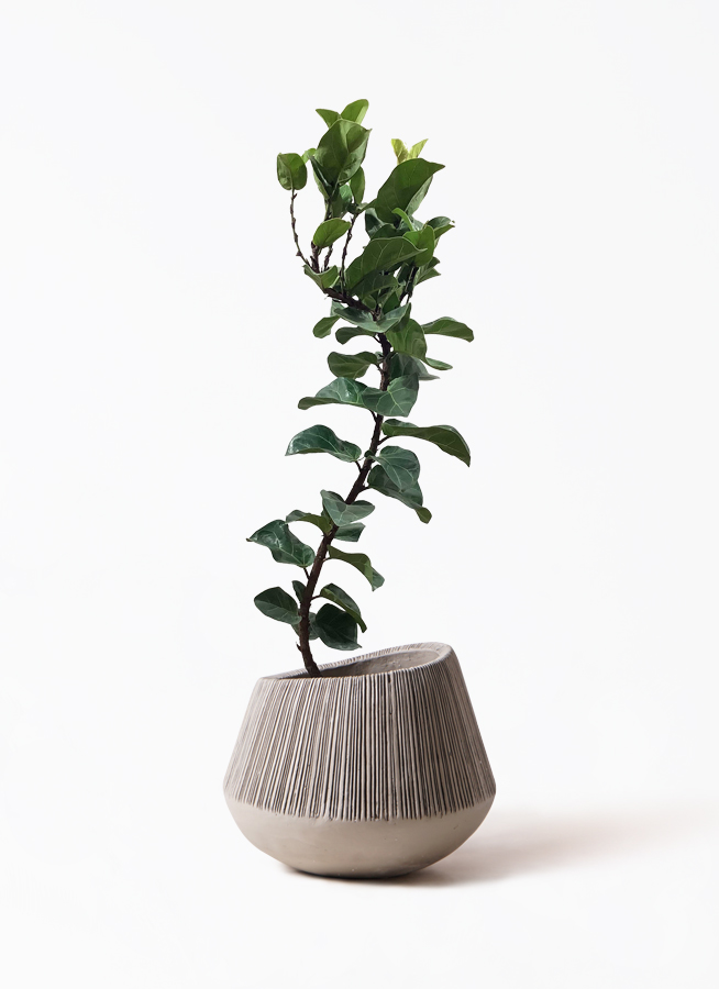 観葉植物 カシワバゴムの木 バンビーノ 8号 曲がり エディラウンド