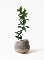 観葉植物 カシワバゴムの木 バンビーノ 8号 曲がり セドナロング 墨