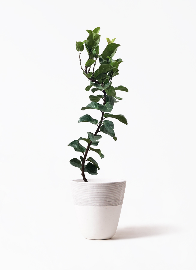 【B級品/大型観葉植物】波打つ葉が魅力♪フィカス・カシワバゴムバンビーノ10号鉢 ficus-lyrata-33_1.jpg?1626836795