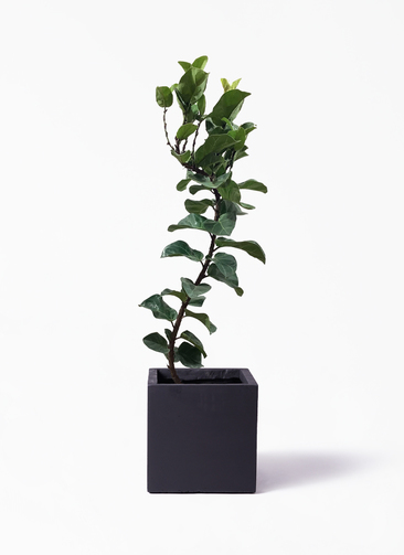 現品　カシワバゴム　柏葉ゴム　バンビーノ　リナータ　25番　フィカス　特大　希少 現品 カシワバゴム 柏葉ゴム バンビーノ リナータ 25番 フィカス 特大