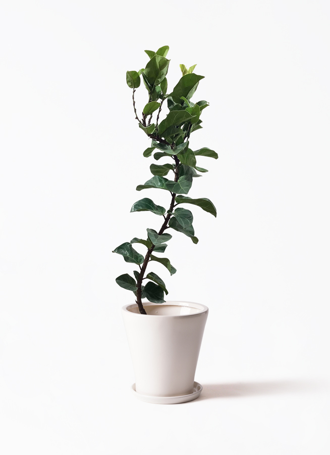 カシワバゴムの木 バンビーノ | 観葉植物通販HitoHana(ひとはな)