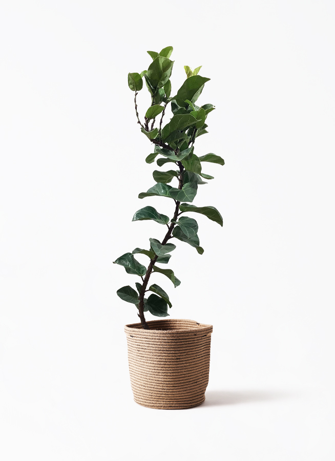 【B級品/大型観葉植物】波打つ葉が魅力♪フィカス・カシワバゴムバンビーノ10号鉢 ficus-lyrata-16_1.jpg?1626836832