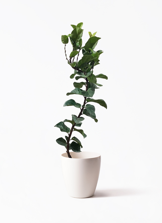 ☆ フィカス•バンビーノ•カシワバゴム 100cm♪ 観葉植物「ゴムの木 バンビーノ」の育て方ガイド | 花言葉