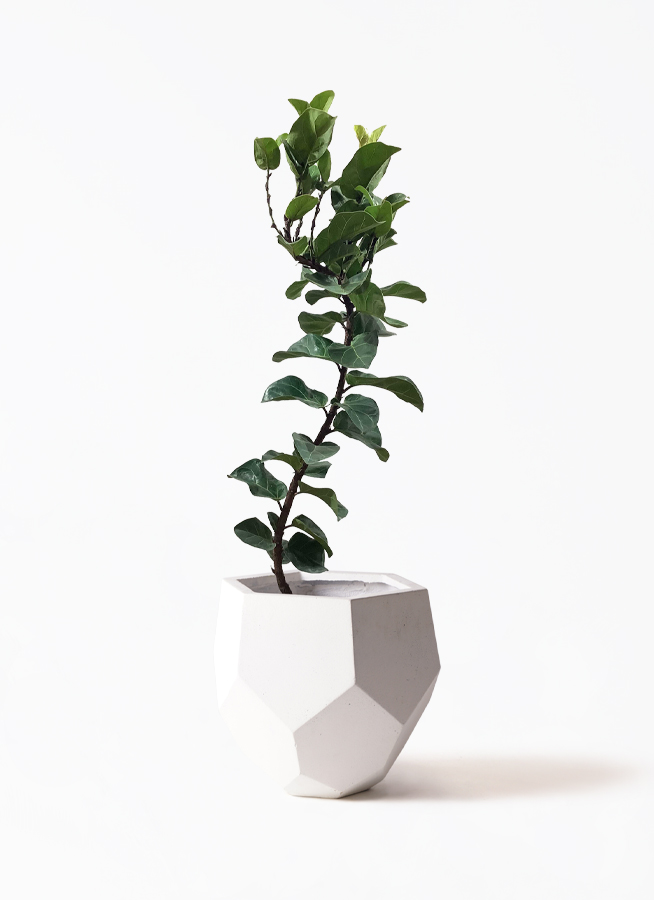 観葉植物 カシワバゴムの木 バンビーノ 8号 曲がり 竹バスケット 付き