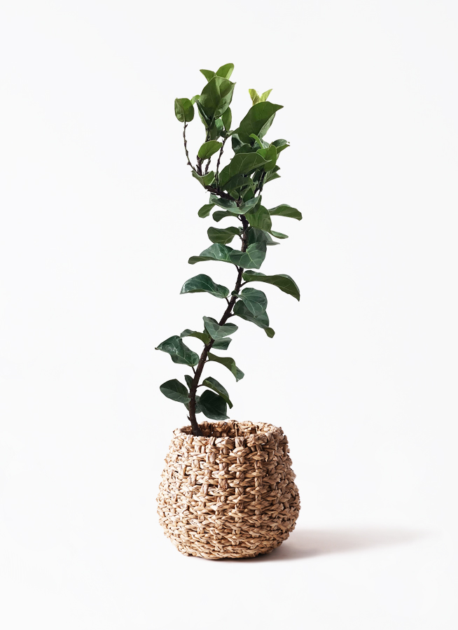 観葉植物 カシワバゴムの木 バンビーノ 8号 曲がり LushBasket