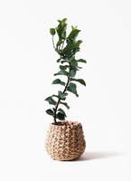 ficus-lyrata-13_1.jpg?1626836837