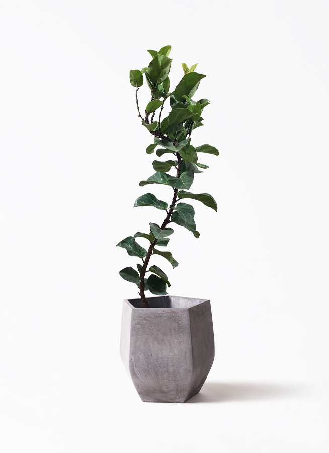 観葉植物 カシワバゴムの木 バンビーノ 8号 曲がり リブラ モノ