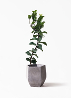 観葉植物 カシワバゴムの木 バンビーノ 8号 曲がり ブリティッシュ