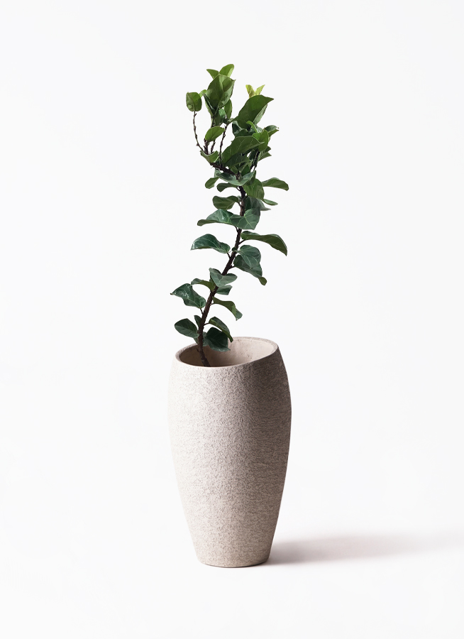 観葉植物 カシワバゴム バンビーノ 8号 曲がり Eco Stone（エコ