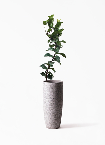 観葉植物 カシワバゴムの木 バンビーノ 8号 曲がり Eco Stone（エコ