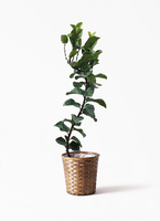 ficus-lyrata-3_1.jpg?1626836858