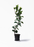 ficus-lyrata-1_1.jpg?1626836862