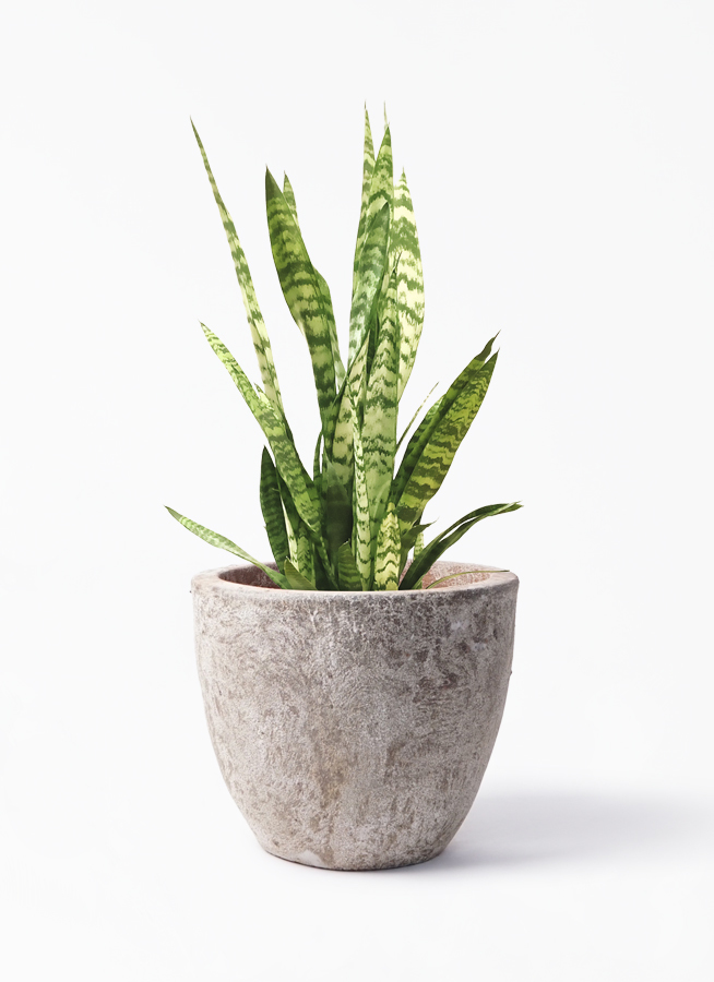 観葉植物 サンスベリア トリファッシアータ 7号 アビスソニア ラウンド 付き 観葉植物ならhitohana ひとはな